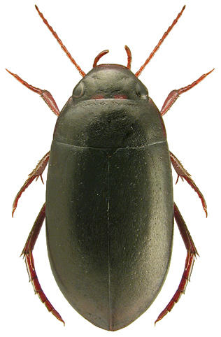 Agabus striolatus